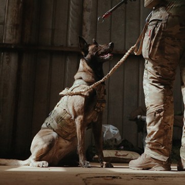 En hund fra Flyverhjemmeværnet